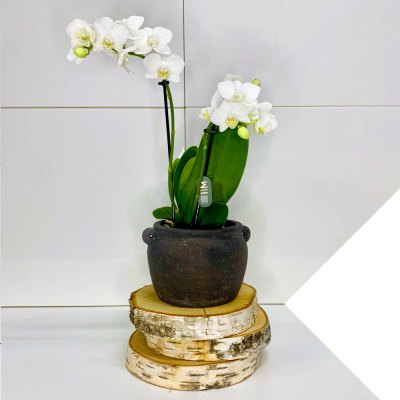 Mini-Orquidea