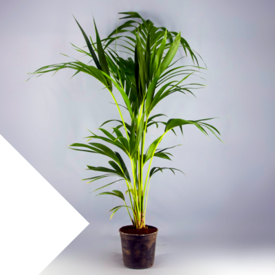 Kentia