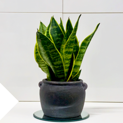 Mini Sansevieria