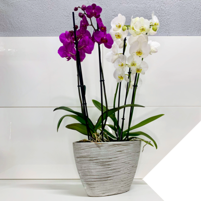 Arreglo Orquideas